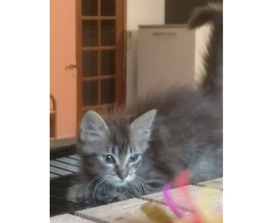Don animaux Aude Carcassonne - Photos Vivastreet Baba chaton 2 mois et demi a poils longs A ADOPTER