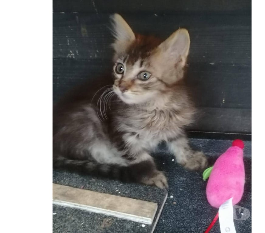 Don animaux Aude Carcassonne - Photos Vivastreet Baba chaton 2 mois et demi a poils longs A ADOPTER