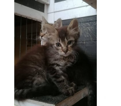 Don animaux Carcassonne Carcassonne - Photos Vivastreet Baba chaton 2 mois et demi a poils longs A ADOPTER