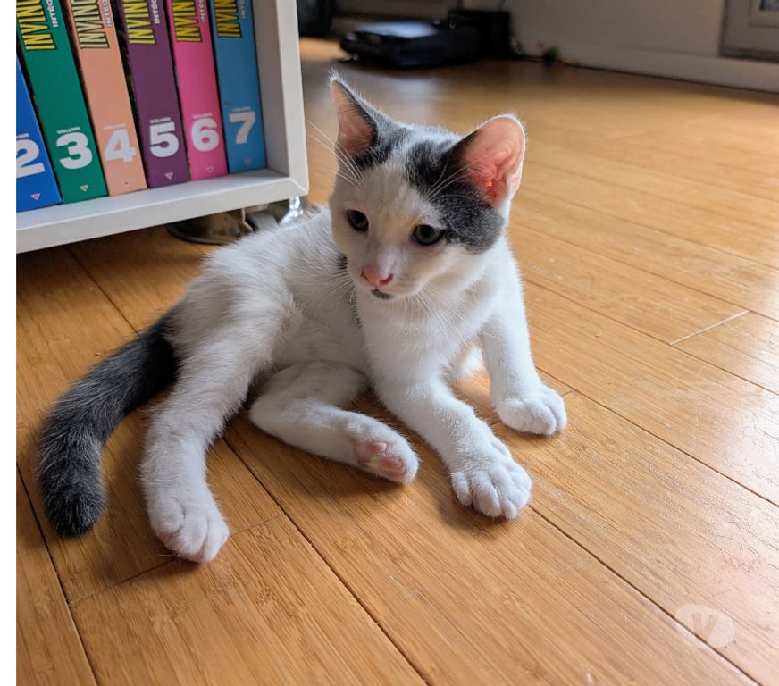 Don animaux Rhône Lyon - Photos Vivastreet ABRICOT, chaton joueur et gentil