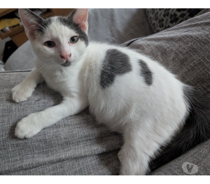 Don animaux Rhône Lyon - Photos Vivastreet ABRICOT, chaton joueur et gentil