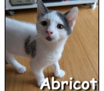 ABRICOT, chaton joueur et gentil