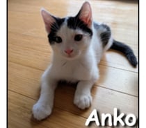 ANKO, chaton sociable et joueur
