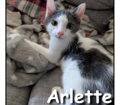 Adoption animaux Lyon Lyon - Photos Vivastreet ARLETTE, chatonne douce et calme
