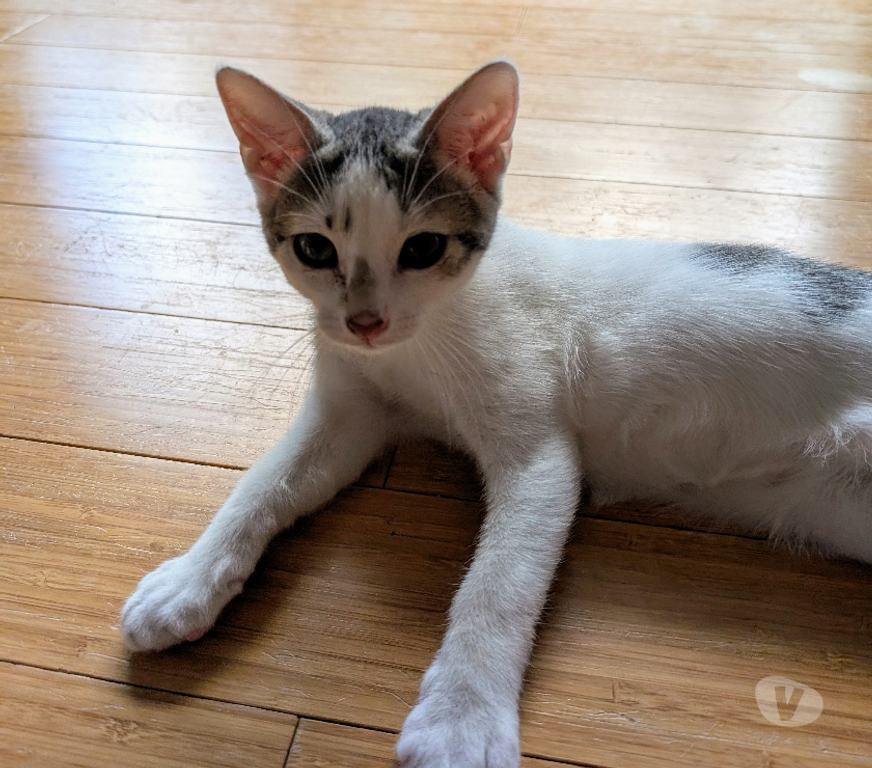 Don animaux Rhône Lyon - Photos Vivastreet AVO, chaton joueur et sociable