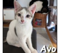 AVO, chaton joueur et sociable