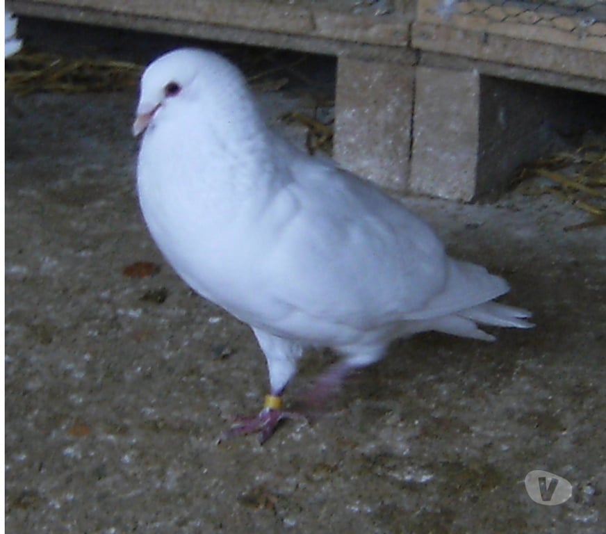 Vente Seine-et-Marne Bagneaux sur Loing - 77167 - Photos Vivastreet Pigeons de chair