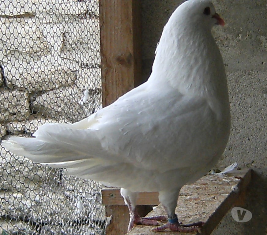 Vente Seine-et-Marne Bagneaux sur Loing - 77167 - Photos Vivastreet Pigeons de chair