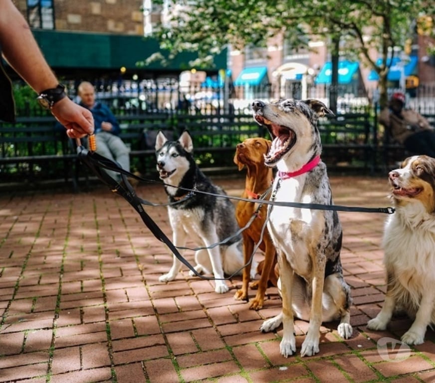 Services, accessoires animaux Seine-et-Marne Provins - 77160 - Photos Vivastreet Promenade et visites pour chiens - Provins