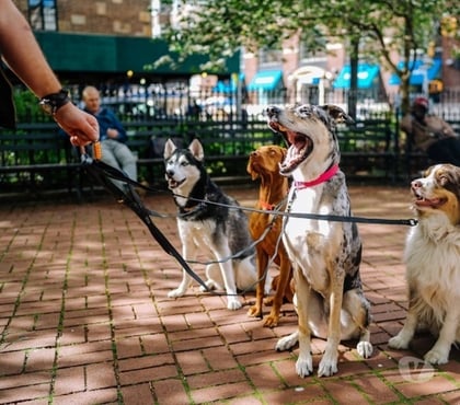 Services, accessoires animaux Provins Seine-et-Marne - Photos Vivastreet Promenade et visites pour chiens - Provins