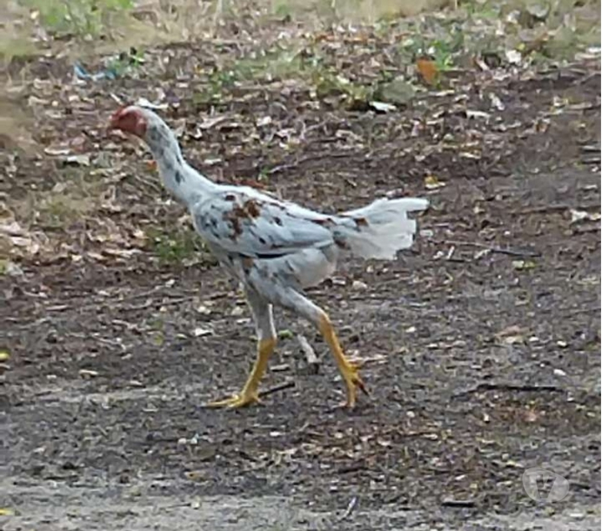 Vente Gironde St Ciers sur Gironde - 33820 - Photos Vivastreet Coq shamo brésilien 80€