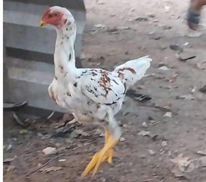 Vente animaux St Ciers sur Gironde Gironde - Photos Vivastreet Coq shamo brésilien 80€