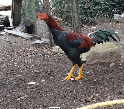 Vente animaux St Ciers sur Gironde Gironde - Photos Vivastreet Coq shamo brésilien 5 mois 80 €
