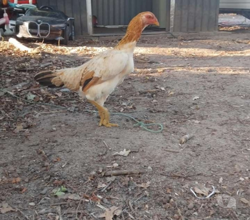 Vente Gironde St Ciers sur Gironde - 33820 - Photos Vivastreet Poule shamo brésilien 5 mois 50€