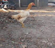 Poule shamo brésilien 5 mois 50€