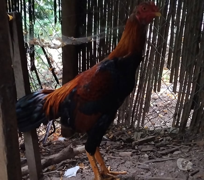 Vente Gironde St Ciers sur Gironde - 33820 - Photos Vivastreet Coq shamo brésilien 5 mois 80€