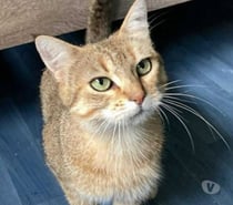 Chat ROZIE à l adoption