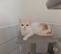 Chat RAYLA à l adoption