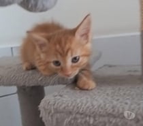 Chat TWEEK à la réservation