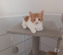 Chat KWAZZI à la réservation