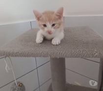 Chat PESSO à la réservation