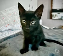 Chat GLU à l adoption
