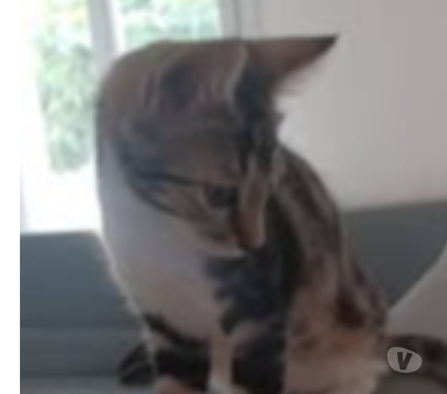 Don animaux Drôme Montelier - Photos Vivastreet Chat ALADIN à l adoption