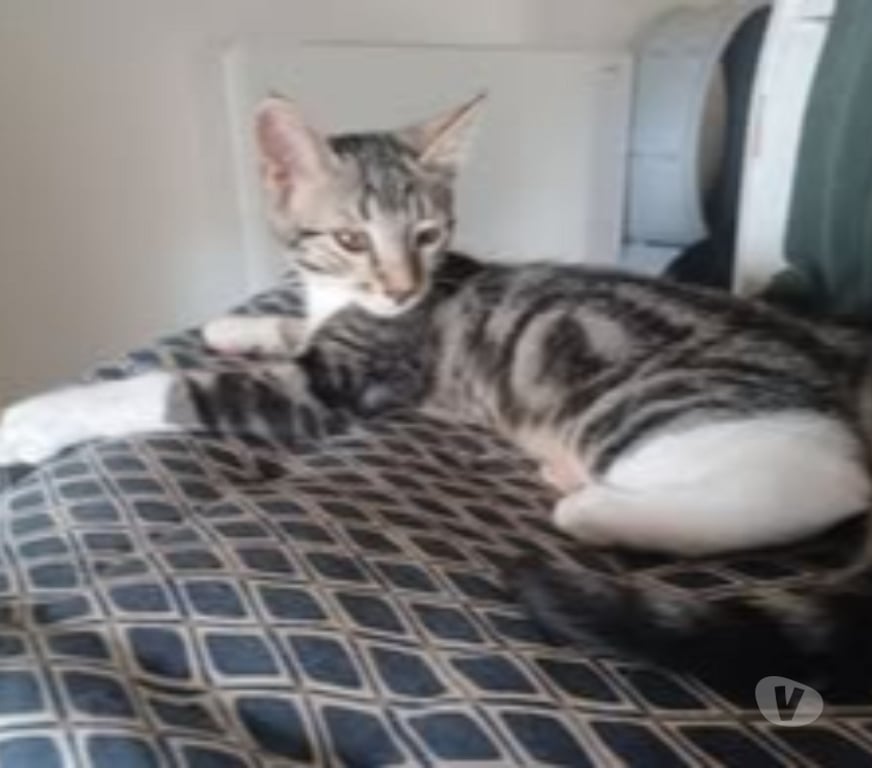 Don animaux Drôme Montelier - Photos Vivastreet Chat ALADIN à l adoption