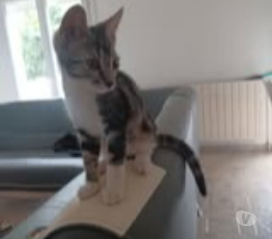 Don animaux Drôme Montelier - Photos Vivastreet Chat ALADIN à l adoption