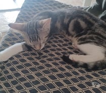 Chat ALADIN à l adoption