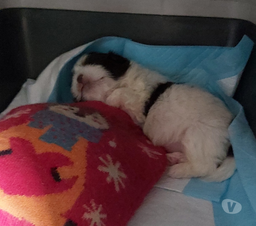 Vente Haute-Saône Champlitte - Photos Vivastreet A réservé chiot shih tzu