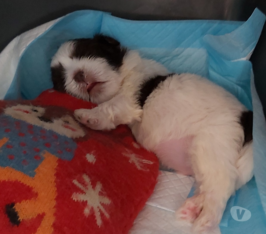 Vente Haute-Saône Champlitte - Photos Vivastreet A réservé chiot shih tzu
