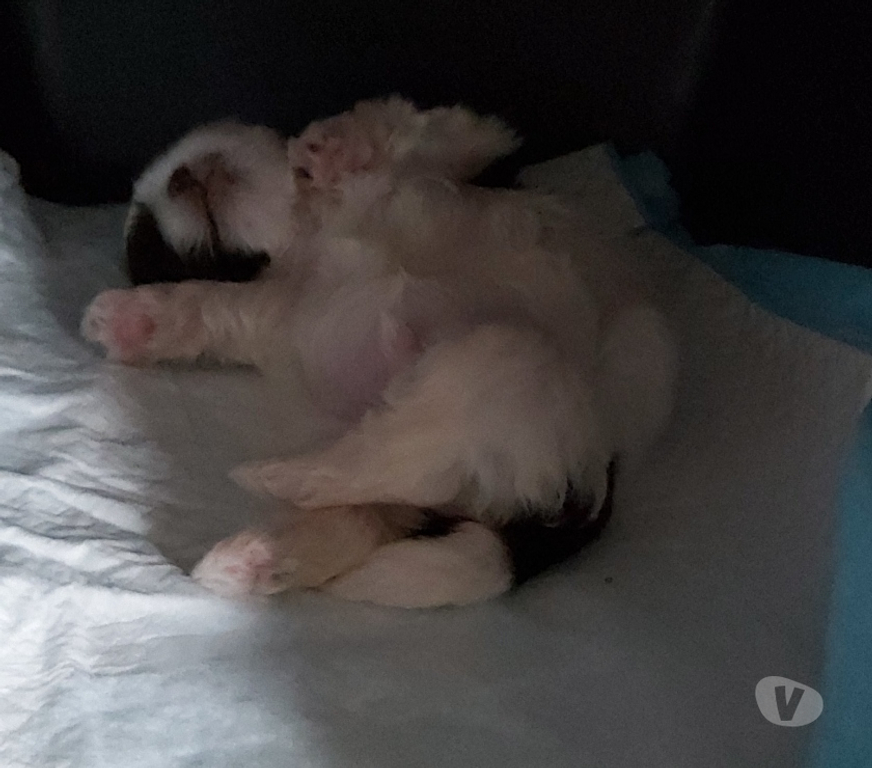 Vente Haute-Saône Champlitte - Photos Vivastreet A réservé chiot shih tzu