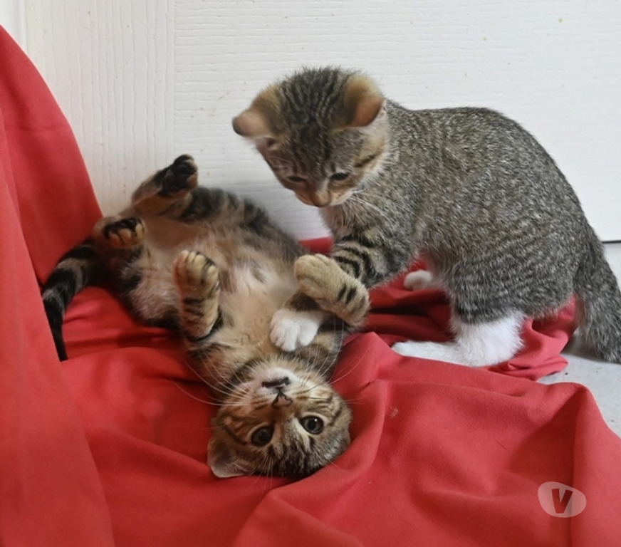 Don animaux Val-d'Oise Soisy sous Montmorency - 95230 - Photos Vivastreet BOULETTE, BB A ADOPTER