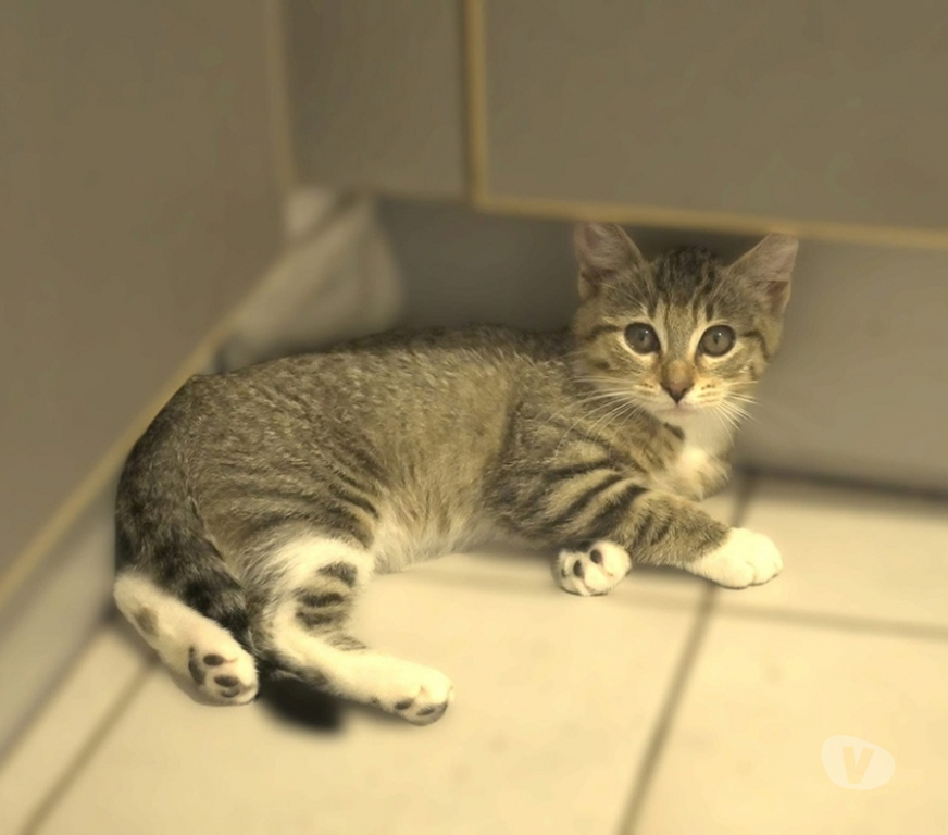 Don animaux Val-d'Oise Soisy sous Montmorency - 95230 - Photos Vivastreet BOULETTE, BB A ADOPTER
