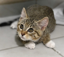 BOULETTE, BB A ADOPTER