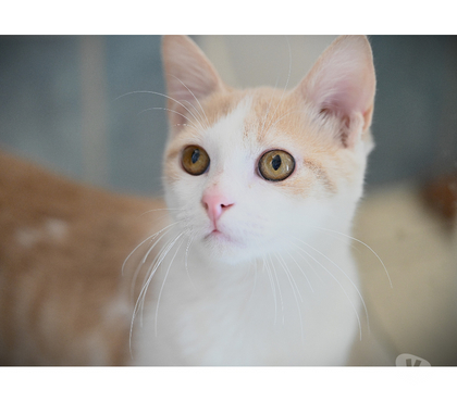 Adoption animaux Soisy sous Montmorency Val-d'Oise - Photos Vivastreet laurel et hardy les deux frères en ligne le 26 08 2025