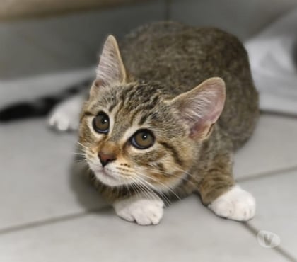 Adoption animaux Soisy sous Montmorency Val-d'Oise - Photos Vivastreet BOULETTE, BB A ADOPTER