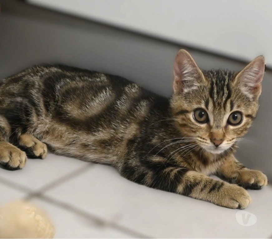 Don animaux Val-d'Oise Soisy sous Montmorency - 95230 - Photos Vivastreet BOUBOULE, BB A ADOPTER