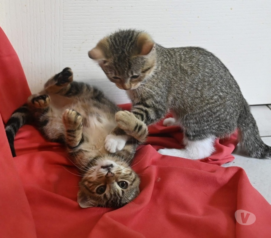 Don animaux Val-d'Oise Soisy sous Montmorency - 95230 - Photos Vivastreet BOUBOULE, BB A ADOPTER