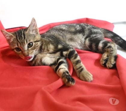 Adoption animaux Soisy sous Montmorency Val-d'Oise - Photos Vivastreet BOUBOULE, BB A ADOPTER