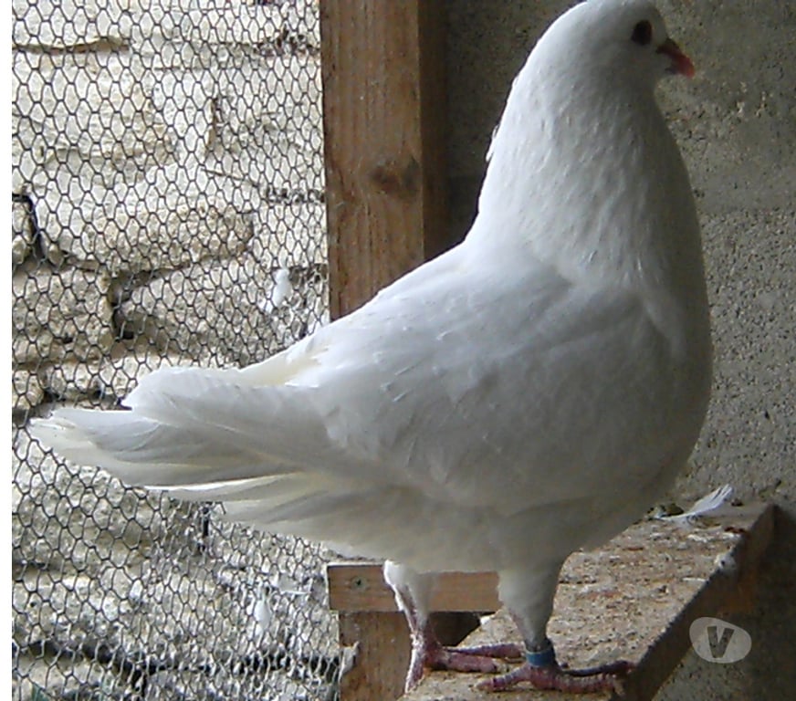 Vente Seine-et-Marne Bagneaux sur Loing - 77167 - Photos Vivastreet Pigeons de chair