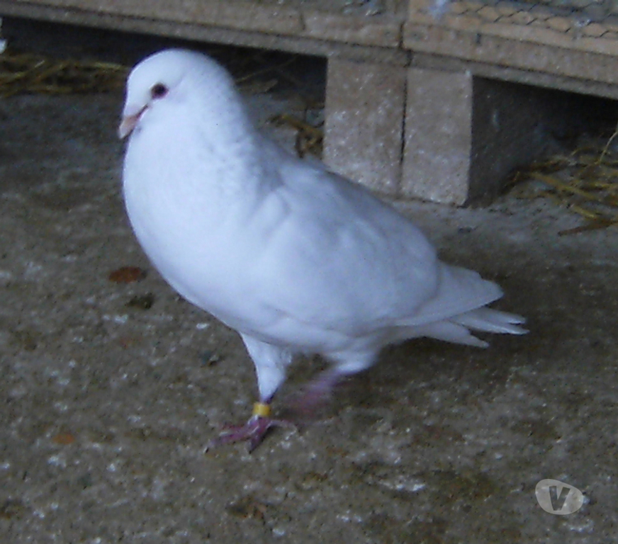 Vente Seine-et-Marne Bagneaux sur Loing - 77167 - Photos Vivastreet Pigeons de chair