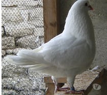 Pigeons de chair