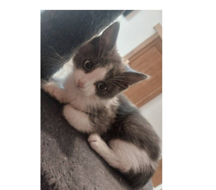 Don animaux Aude Carcassonne - Photos Vivastreet Amour chaton 2 mois gris et blanc cherche adoptants serieux