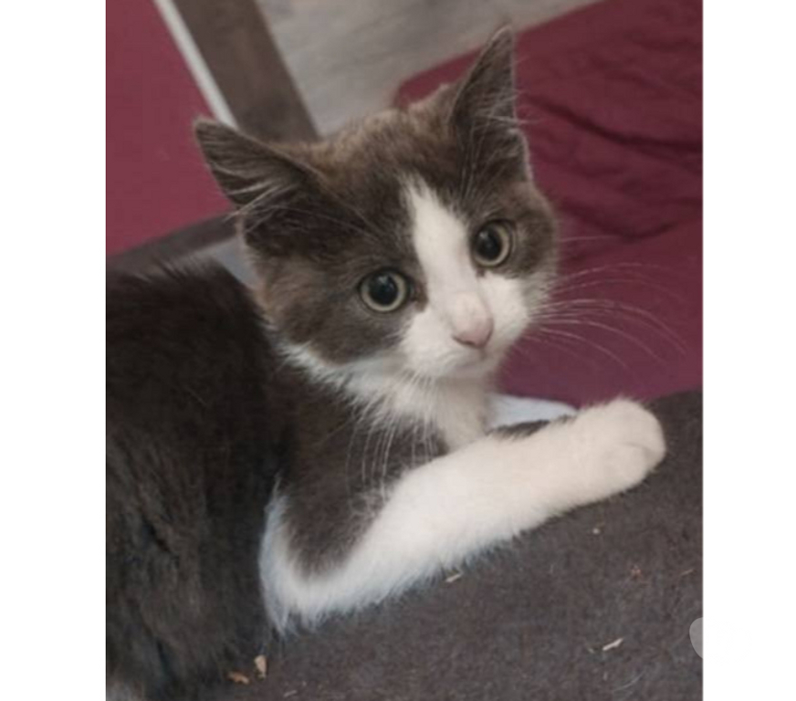 Don animaux Aude Carcassonne - Photos Vivastreet Amour chaton 2 mois gris et blanc cherche adoptants serieux