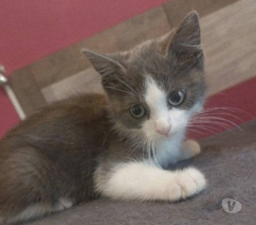 Don animaux Aude Carcassonne - Photos Vivastreet Amour chaton 2 mois gris et blanc cherche adoptants serieux