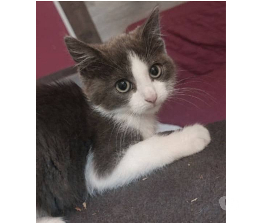 Don animaux Aude Carcassonne - Photos Vivastreet Amour chaton 2 mois gris et blanc cherche adoptants serieux