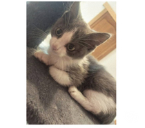 Amour chaton 2 mois gris et blanc cherche adoptants serieux