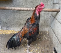 Pama. Réunion. Turc